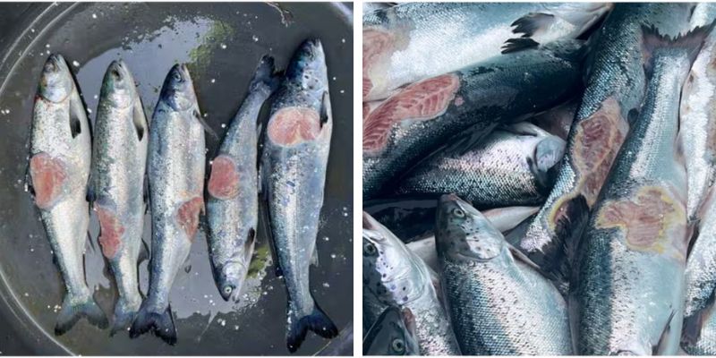 Esta impactante imagen capta un grupo de salmones con heridas graves, poniendo de relieve los acuciantes problemas de la industria acuícola. 